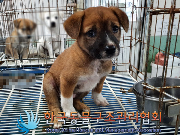종료(입양) 믹스견…